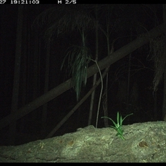 Litoria peronii at Bagotville, NSW - 27 Dec 2024 by Bagotville