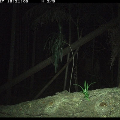 Litoria peronii at Bagotville, NSW - 27 Dec 2024 by Bagotville