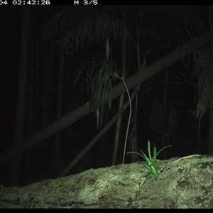 Antechinus sp. (genus) (Unidentified Antechinus) at Bagotville, NSW - 4 Jan 2025 by Bagotville