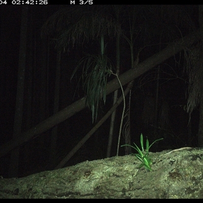 Antechinus sp. (genus) (Unidentified Antechinus) at Bagotville, NSW - 4 Jan 2025 by Bagotville
