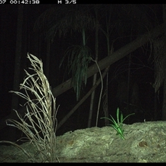 Rattus fuscipes (Bush Rat) at Bagotville, NSW - 7 Jan 2025 by Bagotville