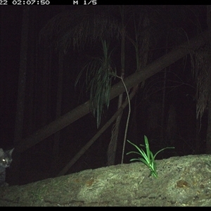 Felis catus (Feral Cat) at Bagotville, NSW - 22 Jan 2025 by Bagotville