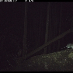 Rattus rattus at Bagotville, NSW - 30 Sep 2024 by Bagotville