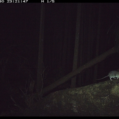 Rattus rattus at Bagotville, NSW - 30 Sep 2024 by Bagotville