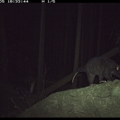 Trichosurus caninus (Mountain Brushtail Possum) at Bagotville, NSW - 5 Oct 2024 by Bagotville