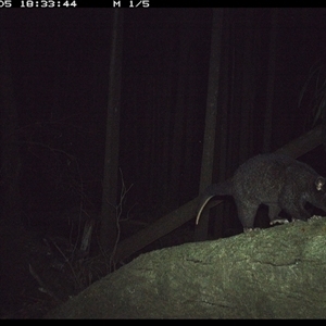 Trichosurus caninus (Mountain Brushtail Possum) at Bagotville, NSW - 5 Oct 2024 by Bagotville