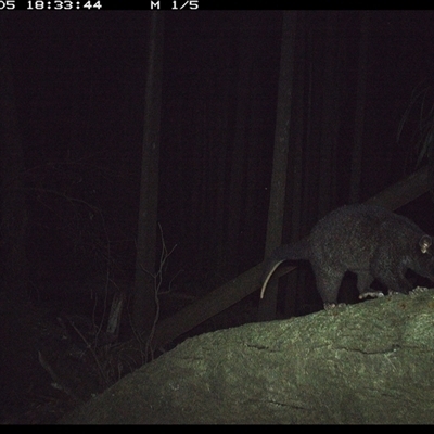 Trichosurus caninus (Mountain Brushtail Possum) at Bagotville, NSW - 5 Oct 2024 by Bagotville