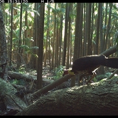Alectura lathami (Australian Brush-turkey) at Bagotville, NSW - 6 Oct 2024 by Bagotville