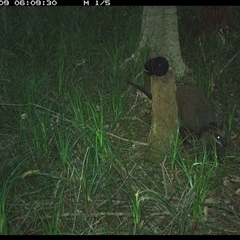 Wallabia bicolor (Swamp Wallaby) at Bagotville, NSW - 9 Oct 2024 by Bagotville