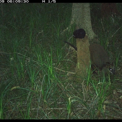 Wallabia bicolor (Swamp Wallaby) at Bagotville, NSW - 9 Oct 2024 by Bagotville
