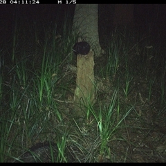Tachyglossus aculeatus (Short-beaked Echidna) at Bagotville, NSW - 28 Oct 2024 by Bagotville
