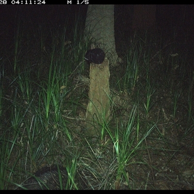 Tachyglossus aculeatus (Short-beaked Echidna) at Bagotville, NSW - 28 Oct 2024 by Bagotville