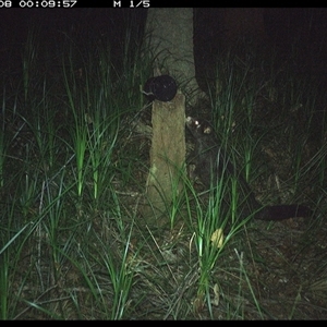 Trichosurus caninus (Mountain Brushtail Possum) at Bagotville, NSW - 8 Nov 2024 by Bagotville