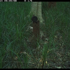 Dacelo novaeguineae (Laughing Kookaburra) at Bagotville, NSW - 10 Nov 2024 by Bagotville