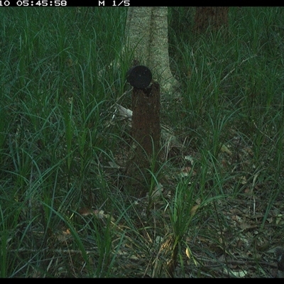 Dacelo novaeguineae (Laughing Kookaburra) at Bagotville, NSW - 10 Nov 2024 by Bagotville