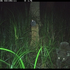 Phascolarctos cinereus (Koala) at Bagotville, NSW - 6 Jan 2025 by Bagotville