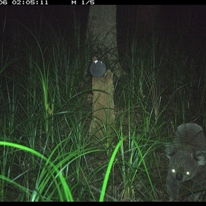 Phascolarctos cinereus at Bagotville, NSW - 6 Jan 2025 02:05 AM