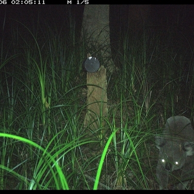 Phascolarctos cinereus (Koala) at Bagotville, NSW - 6 Jan 2025 by Bagotville