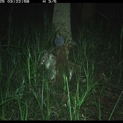 Phascolarctos cinereus (Koala) at Bagotville, NSW - 25 Nov 2024 by Bagotville