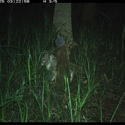 Phascolarctos cinereus (Koala) at Bagotville, NSW - 25 Nov 2024 by Bagotville