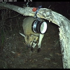 Notamacropus rufogriseus (Red-necked Wallaby) at Pillar Valley, NSW - 14 Oct 2024 by Tjurunga