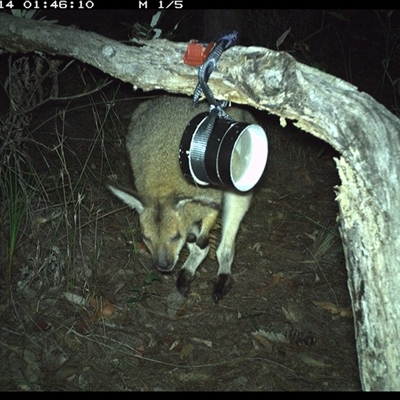 Notamacropus rufogriseus (Red-necked Wallaby) at Pillar Valley, NSW - 14 Oct 2024 by Tjurunga