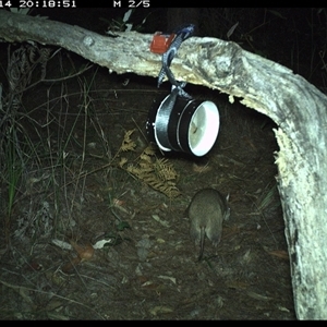 Perameles nasuta (Long-nosed Bandicoot) at Pillar Valley, NSW - 14 Oct 2024 by Tjurunga