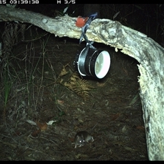 Rattus fuscipes (Bush Rat) at Pillar Valley, NSW - 15 Oct 2024 by Tjurunga