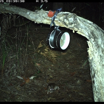 Rattus fuscipes (Bush Rat) at Pillar Valley, NSW - 15 Oct 2024 by Tjurunga