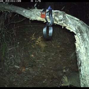 Trichosurus vulpecula (Common Brushtail Possum) at Pillar Valley, NSW - 16 Oct 2024 by Tjurunga