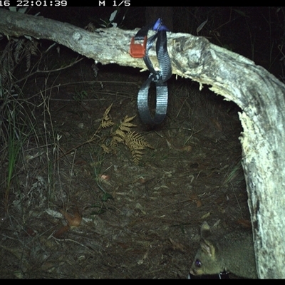 Trichosurus vulpecula (Common Brushtail Possum) at Pillar Valley, NSW - 16 Oct 2024 by Tjurunga