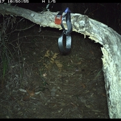 Sminthopsis murina (Common Dunnart) at Pillar Valley, NSW - 17 Oct 2024 by Tjurunga