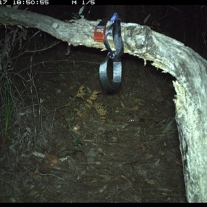 Sminthopsis murina (Common Dunnart) at Pillar Valley, NSW - 17 Oct 2024 by Tjurunga