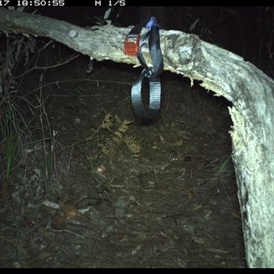 Sminthopsis murina (Common Dunnart) at Pillar Valley, NSW - 17 Oct 2024 by Tjurunga