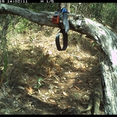 Varanus varius (Lace Monitor) at Pillar Valley, NSW - 19 Oct 2024 by Tjurunga