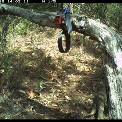 Varanus varius (Lace Monitor) at Pillar Valley, NSW - 19 Oct 2024 by Tjurunga