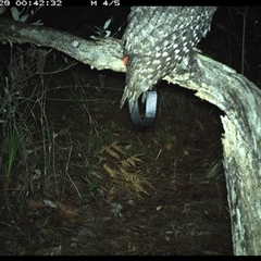 Podargus strigoides (Tawny Frogmouth) at Pillar Valley, NSW - 29 Oct 2024 by Tjurunga