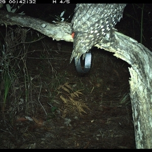 Podargus strigoides (Tawny Frogmouth) at Pillar Valley, NSW - 29 Oct 2024 by Tjurunga