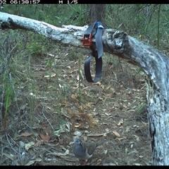 Geopelia humeralis (Bar-shouldered Dove) at Pillar Valley, NSW - 2 Nov 2024 by Tjurunga