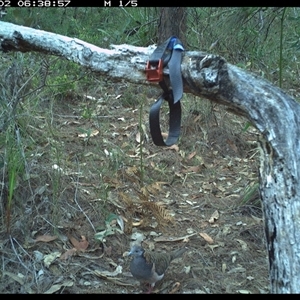 Geopelia humeralis (Bar-shouldered Dove) at Pillar Valley, NSW - 2 Nov 2024 by Tjurunga