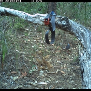 Geopelia humeralis at Pillar Valley, NSW - 2 Nov 2024 06:38 AM