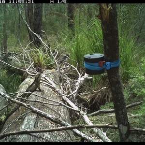 Intellagama lesueurii (Australian Water Dragon) at Pillar Valley, NSW - 18 Oct 2024 by Tjurunga