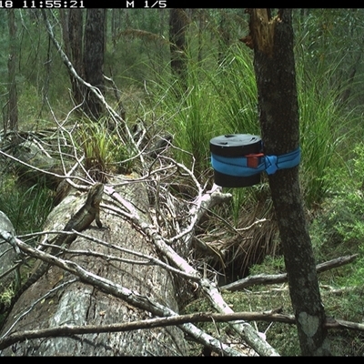 Intellagama lesueurii (Australian Water Dragon) at Pillar Valley, NSW - 18 Oct 2024 by Tjurunga