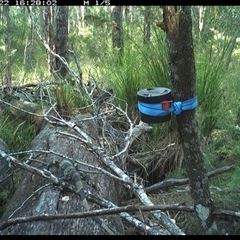 Varanus varius (Lace Monitor) at Pillar Valley, NSW - 22 Oct 2024 by Tjurunga