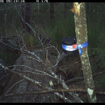 Sericornis frontalis (White-browed Scrubwren) at Pillar Valley, NSW - 26 Oct 2024 by Tjurunga