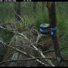 Notamacropus rufogriseus (Red-necked Wallaby) at Pillar Valley, NSW - 5 Nov 2024 by Tjurunga