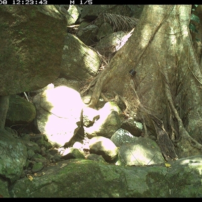 Colluricincla harmonica (Grey Shrikethrush) at Pillar Valley, NSW - 8 Oct 2024 by Jago4444