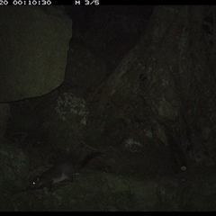 Trichosurus caninus (Mountain Brushtail Possum) at Pillar Valley, NSW - 20 Oct 2024 by Jago4444