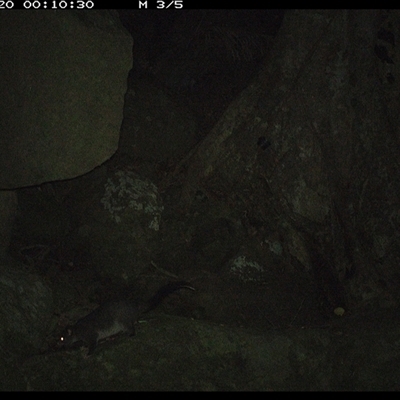 Trichosurus caninus (Mountain Brushtail Possum) at Pillar Valley, NSW - 20 Oct 2024 by Jago4444