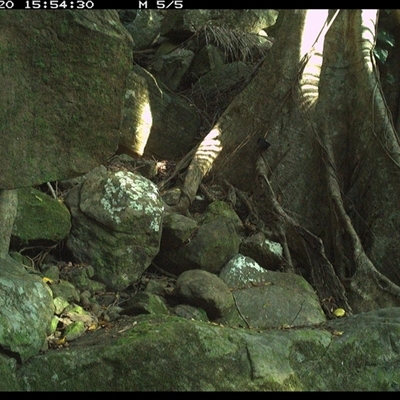 Tachyglossus aculeatus (Short-beaked Echidna) at Pillar Valley, NSW - 20 Oct 2024 by Jago4444